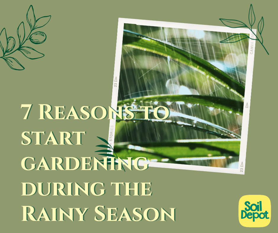 7 Reasons to start Gardening during the Rainy Season