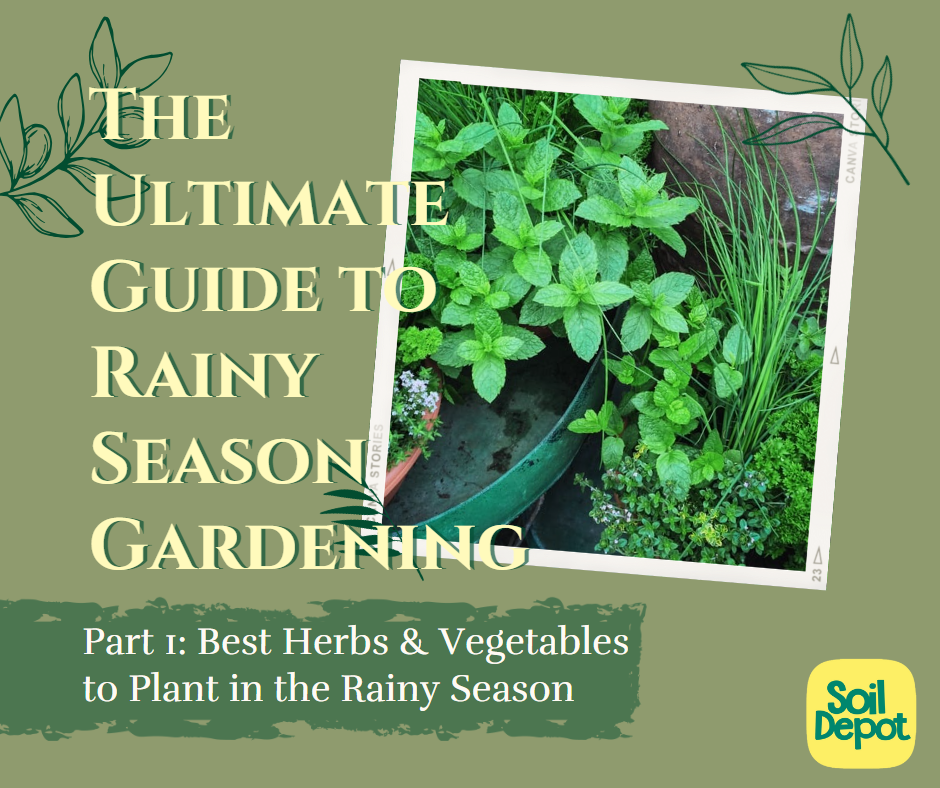 The Ultimate Guide to Rainy Season Gardening: Part 1 – Best Herbs and Vegetables to Plant