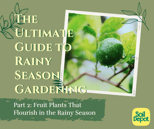 The Ultimate Guide to Rainy Season Gardening: Part 2 – Fruit Plants That Flourish in the Rainy Season