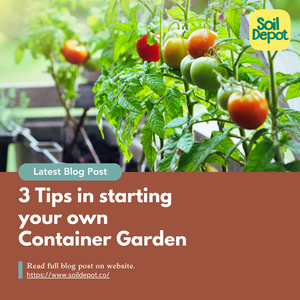 3 Tips in Starting your own Container Garden