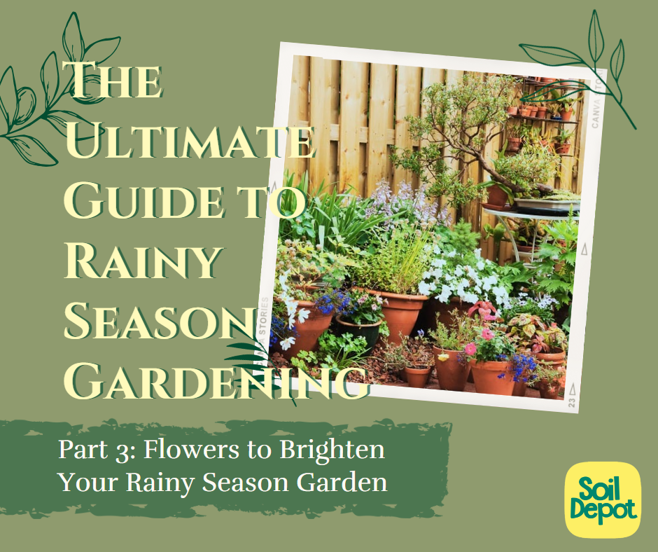 The Ultimate Guide to Rainy Season Gardening: Part 3 – Flowers to Brighten Your Rainy Season Garden