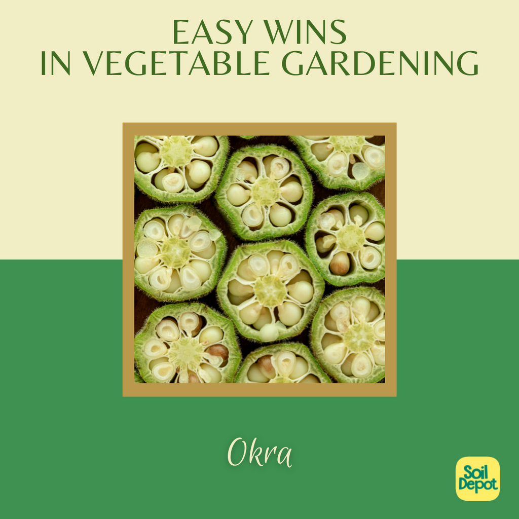 Easy Wins in Vegetable Gardening: Okra