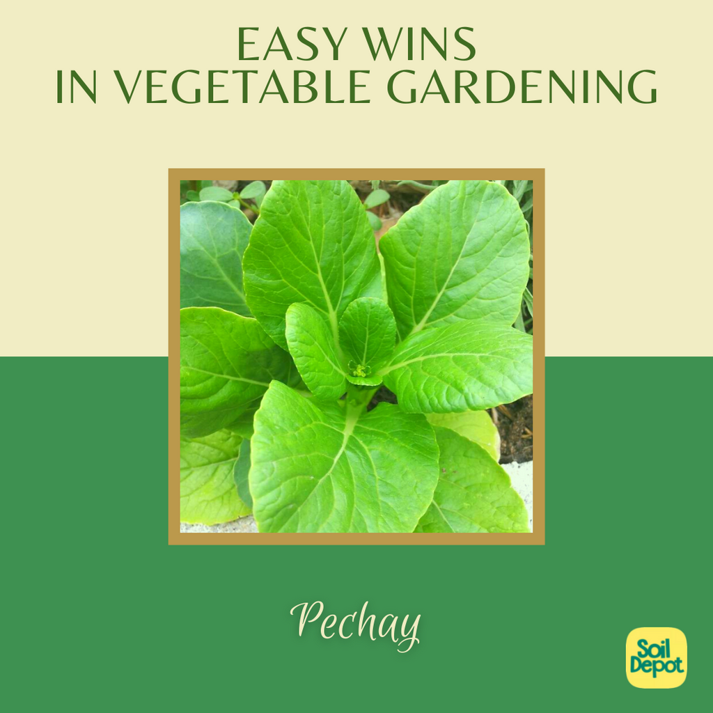 Easy Wins in Vegetable Gardening: Pechay