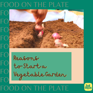 FOOD ON THE PLATE: Reasons to Start a Vegetable Garden