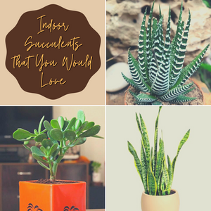 Indoor Succulents that You Would Love