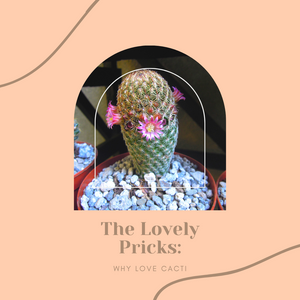 The Lovely Pricks: Why love Cacti