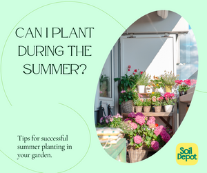 Can I Plant During the Summer?