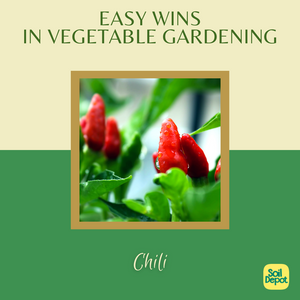 Easy Wins in Vegetable Gardening: Chili