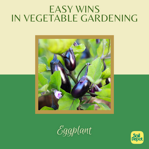 Easy Wins in Vegetable Gardening: Eggplant