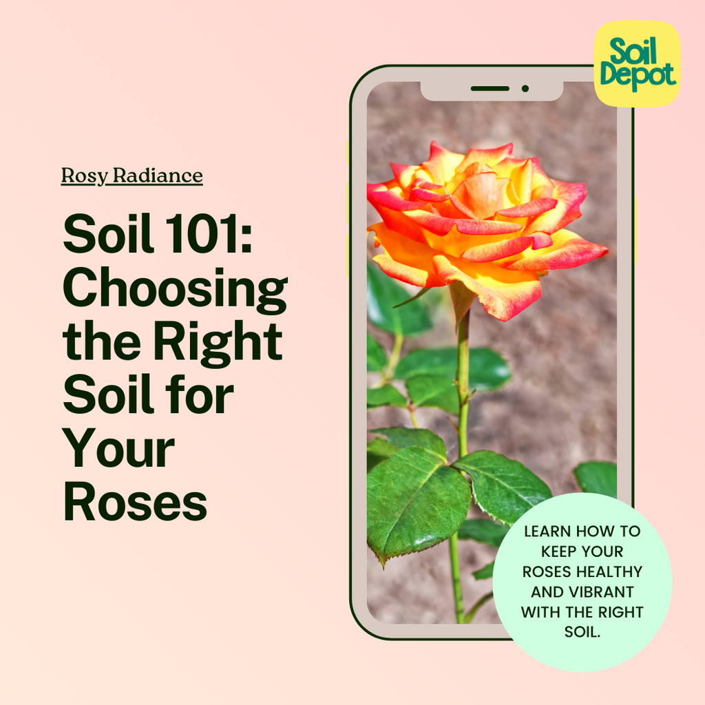 Soil 101: Choosing the Right Soil for your Roses