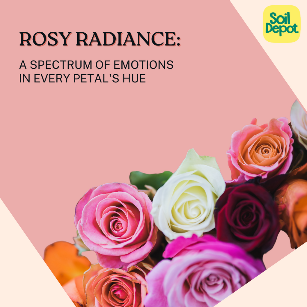 Rosy Radiance: A Spectrum of Emotions in Every Petal's Hue