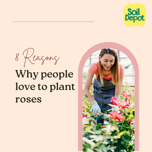 8 Reasons Why People Love to Plant Roses