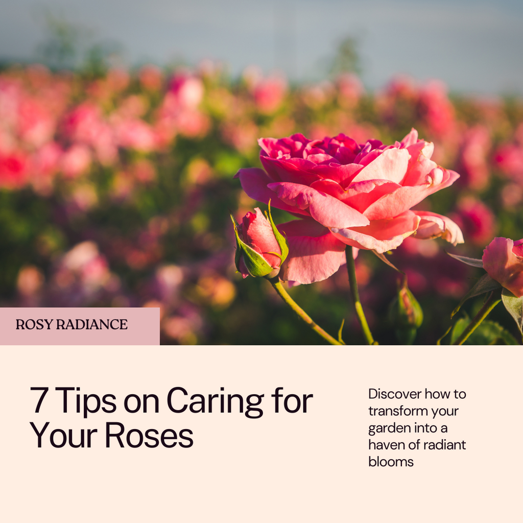 Rosy Radiance: 7 Tips on Caring for Your Roses