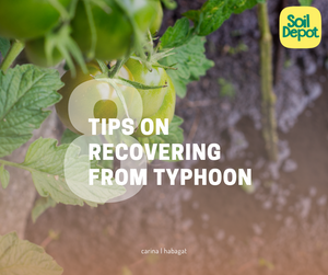 8 Tips on Recovering from Typhoon