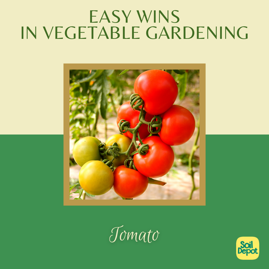 Easy Wins in Vegetable Gardening: Tomato