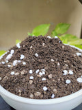 02 Soil Depot Potting Mix